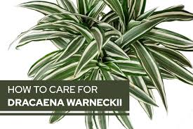 Image result for Warneckea parvifolia