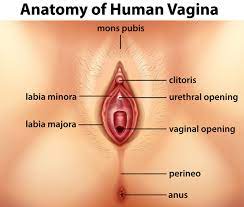 It's so important for women to know what vulvas look like. Labial Laxity Inner Beauty
