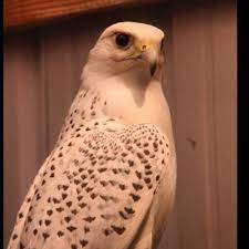 pin by mariam on luv in 2021 owl