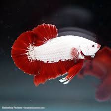 Jenis ikan cupang diatas sendiri ialah giant dragon red. Pin Oleh Kamaludin Arif Di Cantiknya Ikan Ikan Hias Ikan Cupang Ikan Hewan