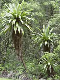 Cordyline Indivisa Cabbage Tree Pfaf Plant Database Plants Shade Garden Evergreen Garden