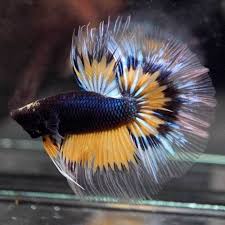 The betta fish is probably the second most popular fish kept, after goldfish. Live Betta Fish Navy Blue Inner Bumblebee Rosetail Hm Male 535 Betta Fish Betta Fish