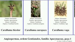 Image result for Clitandra cymulosa