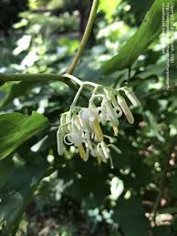 Image result for Alangium chinense