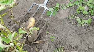 • der richtige zeitpunkt für die ernte von kartoffeln hängt von der sorte ab. Kartoffeln Ernten Wann Ist Der Richtige Zeitpunkt Ndr De Ratgeber Garten Nutzpflanzen
