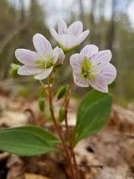 Hellebores are a delight to every garden with their i'm sure there's not a gardener out there who would reject having this pretty little flower in their garden. Early Spring Wildflowers Of Vermont Green Mountain Club