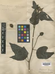 Image result for Azanza lampas