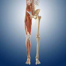 Is the science of body structures and the relationships among… Lower Body Anatomy Artwork Photograph By Science Photo Library