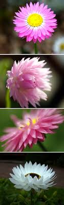 Heirloom 500 Seeds Helipterum Australian Crisp Everlasting Annual Pink Flower Bulk Seeds B Australian Native Flowers Australian Wildflowers Everlasting Flowers