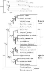 Image result for Clappertonia polyandra
