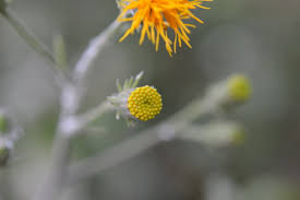 Image result for Gynura amplexicaulis