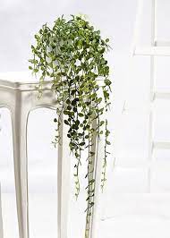 Artificial Plants Hanging Button Leaf Plant 40 Hanging Plants Fake Plants Decor Fake Hanging Plants