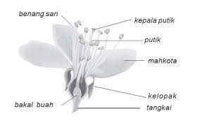 Bingkai seperti ini memang baiknya digunakan secara bersambung yaitu tidak langsung dibuat untuk bingkai kotak. Struktur Bunga Lengkap Dengan Fungsi Dan Penjelasannya Seo Kilat