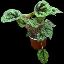 Image result for Begonia meyeri-johannis