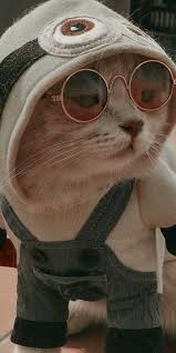 Pin By Tna Cgn3 On My Favorites In 2020 Cat Wallpaper Cute Baby Cats Cute Cat Memes