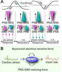 The Control Mechanisms Of Heart Rate Dynamics In A New Heart Rate Nonlinear Time Series Model Scientific Reports