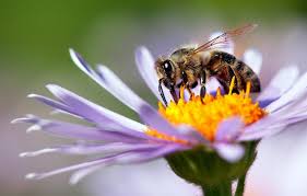 Blume bridged a gap that had existed in the indian venture market then, between local angel networks and larger global venture capital firms. Bienenfreundliche Blumen 15 Blumen Fur Bienen Plantura