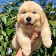 Maybe you would like to learn more about one of these? Golden Retriever Puppies For Free Adoption Home Facebook