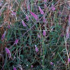 Image result for Hermbstaedtia fleckii