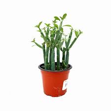 Image result for Euphorbia serratifolia