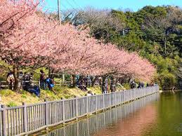 Последние твиты от 夏色まつり🏮2nd (@7216_2nd). ä¸‰æµ¦æµ·å²¸ã®æ²³æ´¥æ¡œ ã‚«ãƒ¯ãƒ…ã‚¶ã‚¯ãƒ© 2021å¹´ã®è¦‹é ƒã¨ç¾åœ¨ã®é–‹èŠ±çŠ¶æ³ã¯ æ¡œã¾ã¤ã‚Šã®æ—¥ç¨‹ã¯ æ­©ã„ã¦ã¿ãŸãƒ–ãƒ­ã‚°