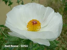 Image result for Papaveraceae