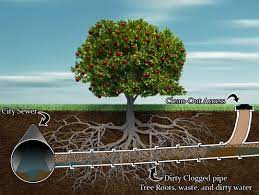 Tree Roots While Slow Growing Can Cause Quite A Bit Of Damage To Your Sewer Line Once Breached Roots Will Grow And Follow The Water Tree Roots Drains Roots