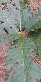 Image result for Mitragyna stipulosa