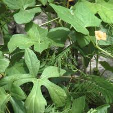 Image result for Coccinia adoensis