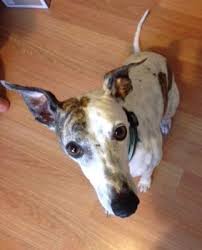 May 10 at 7:51 am ·. 2017 Hall Veterinary Surgery