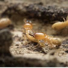 Arab termite & pest control. Arab Termite Pest Control Pest Control Richmond In Phone Number