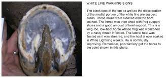 Preventing And Treating White Line Disease American Farriers Journal