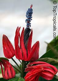 Image result for Embelia multiflora