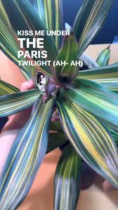 Image result for Aneilema zebrinum