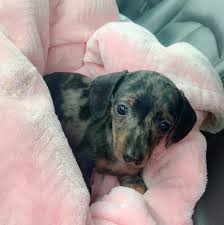 The runt of the litter may be pushed aside by his larger, more aggressive litter mates. Meet Brunnhilde My New Baby She Is The Runt Of The Litter But She Is Feisty Dachshund