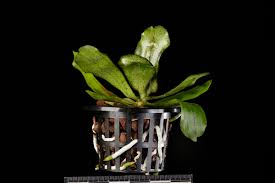 Image result for Aerangis kotschyana