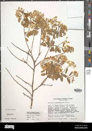 Image result for Securidaca longepedunculata