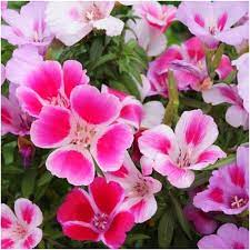 Clarkia Flower Varieties Best Flower Wallpaper