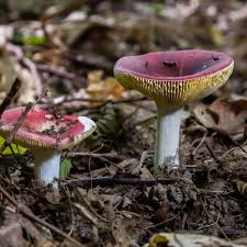 Image result for Russula sp