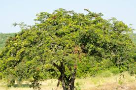 Image result for Libidibia coriaria