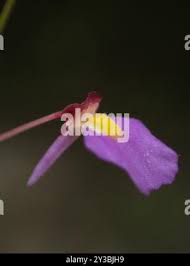 Image result for Utricularia striatula