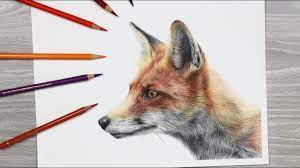 How To Draw A Fox With Colored Pencils - Youtube