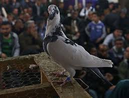 Oyun Icin Degil Guvercin Icin Geliyorlar Adana Iline Bagli Ceyhan Ilcesi