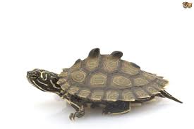 You also get to see a great deal of diversity when it comes to the size of these reptiles. 5 Common Species Of Terrapins That Make Great Pets Pets4homes