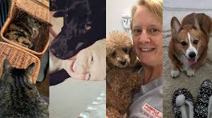 6 companion animal hospital reviews. Companion Animal Hospital Plainwell Michigan