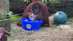 Gambar animasi cuci tangan paling bagus. Viral Video Orangutan Cuci Tangan Dengan Sabun Bikin Warganet Gemas Citizen6 Liputan6 Com