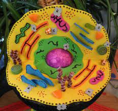 3d Plant Animal Cell Models Plant And Animal Cells Plant Cell Project Cell Model Project