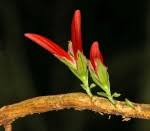 Image result for Anisotes sessiliflorus