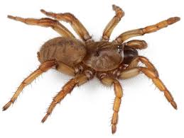 Meet Aptostichus Barackobamai A Newly Identified Species Of Trapdoor Spider Found In California That Was Named After The 44th U Spider Insects Animal Species