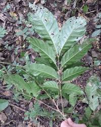 Image result for Lecaniodiscus